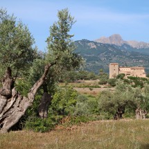 Olive tree with farm close to Port Soller